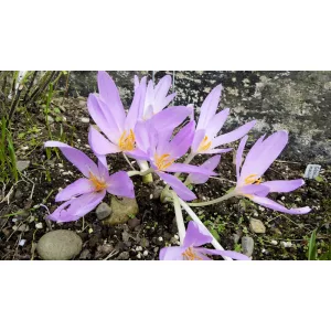 Colchium graecum - Kikerics