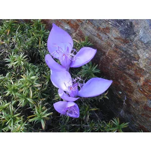 Crocus banaticus - Őszi krókusz