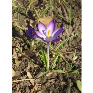 Crocus neapolitanus - Krókusz