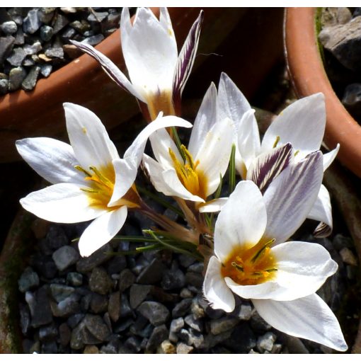 Crocus stridii - Krókusz