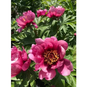 Paeonia Itoh Yankee Doodle Dandy - Bazsarózsa