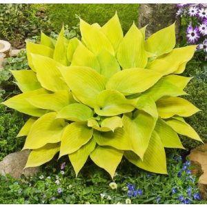 Hosta Sunny Halcyon - Árnyékliliom