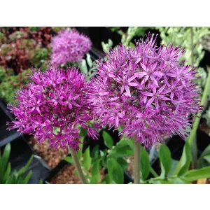 Allium komarowii - Díszhagyma