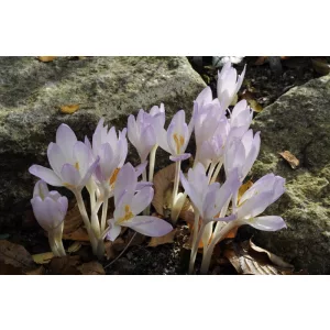 Colchium davisii - Kikerics