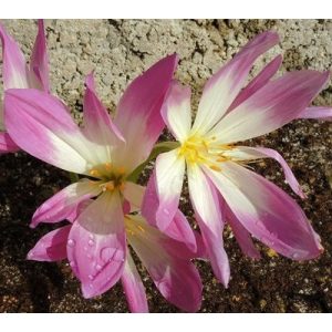 Colchium haussknechtii - Kikerics