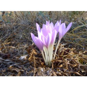 Colchium haynaldii - Kikerics