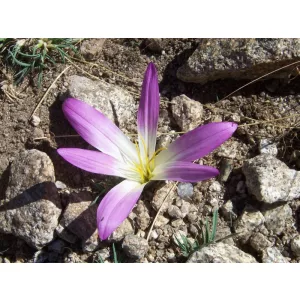 Colchium montanum - Kikerics