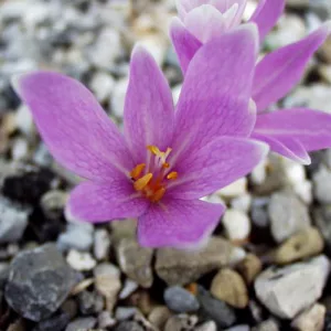 Colchium neapolitanum - Kikerics