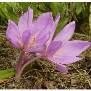 Colchium Poseidon - Kikerics