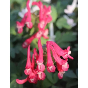 Corydalis solida Zwanenburg - Keltike
