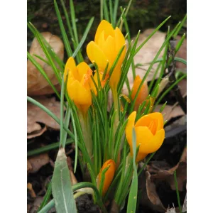 Crocus gargaricus - Krókusz