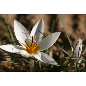 Crocus melantherus - Krókusz
