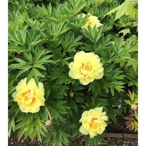 Paeonia Itoh Yellow Waterlily - Bazsarózsa