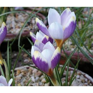 Crocus rujanensis Belphoebe - Krókusz