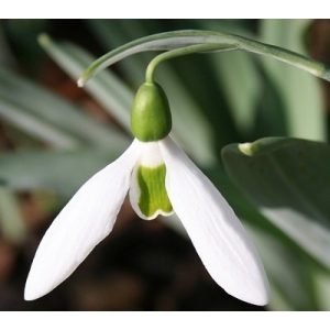 Galanthus elwesii Plemy Green - Hóvirág