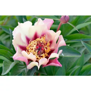 Paeonia Itoh Court Yester - Bazsarózsa