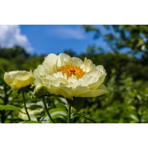 Paeonia Lemon Chiffon - Bazsarózsa