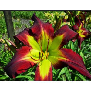 Hemerocallis Dark Raven - Sásliliom