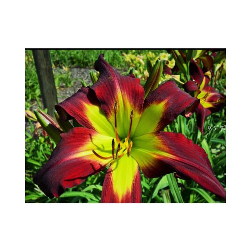 Hemerocallis Dark Raven - Sásliliom