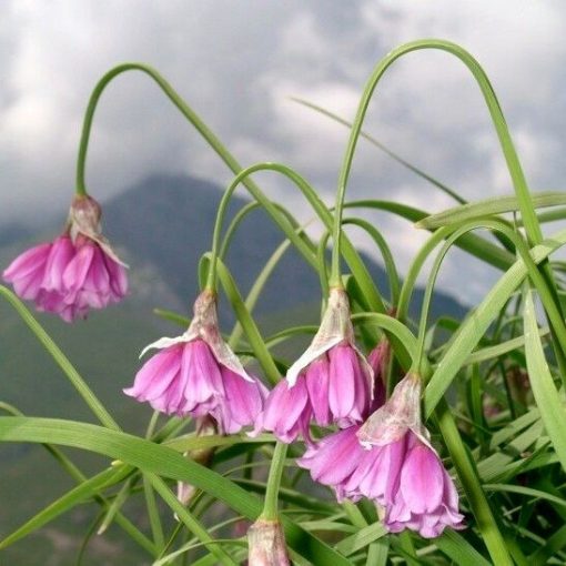 Allium insubricum - Díszhagyma