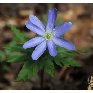 Anemone pseudoaltaica Blue Form - Szellőrózsa