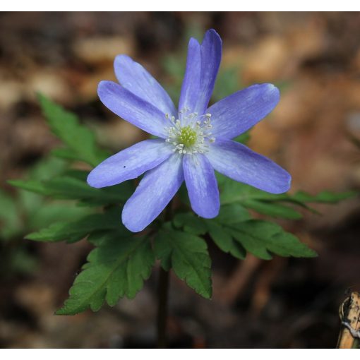 Anemone pseudoaltaica Blue Form - Szellőrózsa