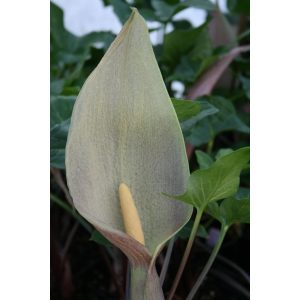 Arum cyrenaicum x concinnatum