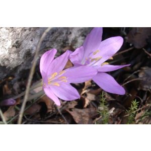 Colchium baytopiorum - Kikerics