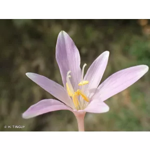 Colchium longifolium - Kikerics