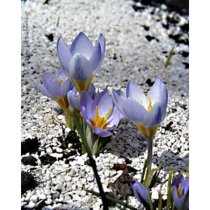 Crocus antalyensioides Pale Blue - Krókusz
