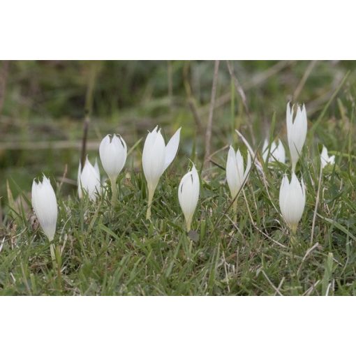 Crocus vallicola - Őszi krókusz