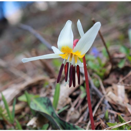 Erythronium caucasicum - Kakasmandikó