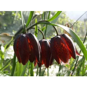 Fritillaria montana
