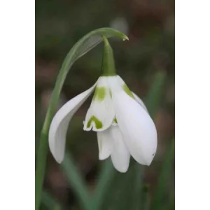 Galanthus Christmas Wish - Hóvirág