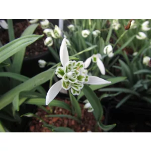 Galanthus Lady Beatrix Stanley - Hóvirág