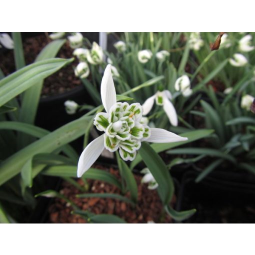 Galanthus Lady Beatrix Stanley - Hóvirág