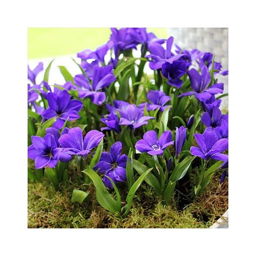 Tecophilaea cyanocrocus Violacea
