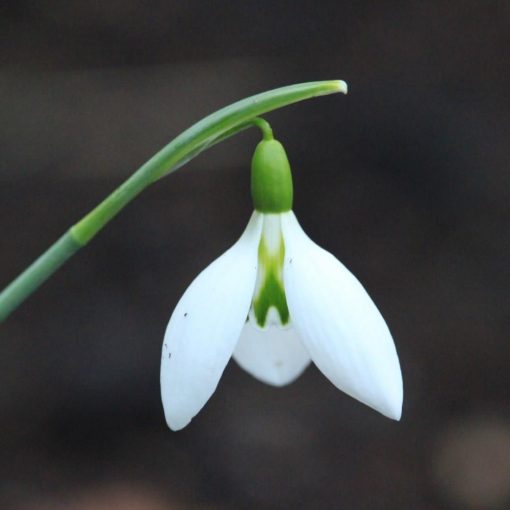 Galanthus Robin Hood - Hóvirág