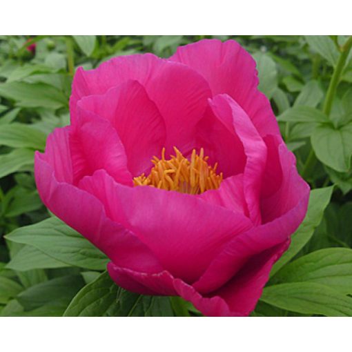 Paeonia Birthday - Bazsarózsa