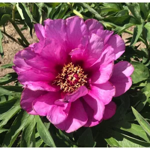 Paeonia Itoh Morning Lilac - Bazsarózsa