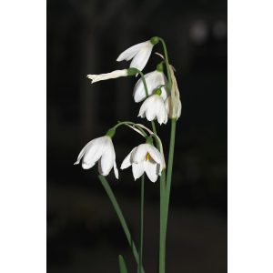 Acis tingitana - Őszi tőzike