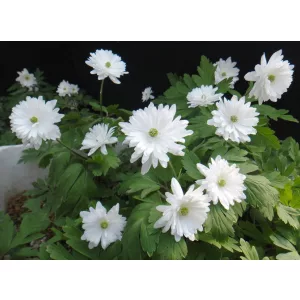 Anemone pseudoaltaica Yukinosei - Szellőrózsa