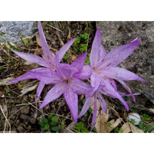 Colchium macrophyllum - Kikerics