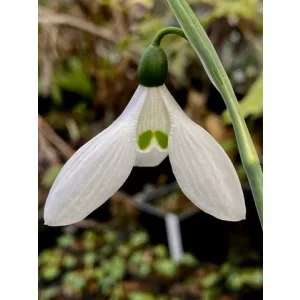 Galanthus Deer Slot - Hóvirág