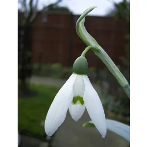 Galanthus Marjorie Brown - Hóvirág