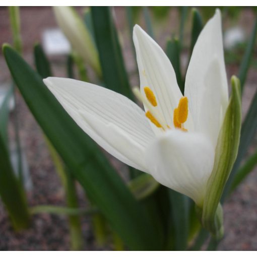 Sternbergia candida - Őszi vetővirág