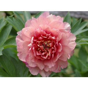 Paeonia Itoh Berry Berry Fine - Bazsarózsa