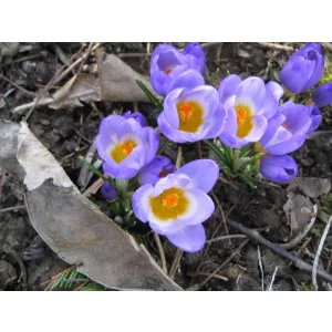 Crocus sieberi subsp. sieberi - Krókusz