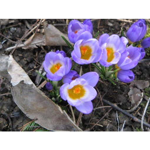 Crocus sieberi subsp. sieberi - Krókusz