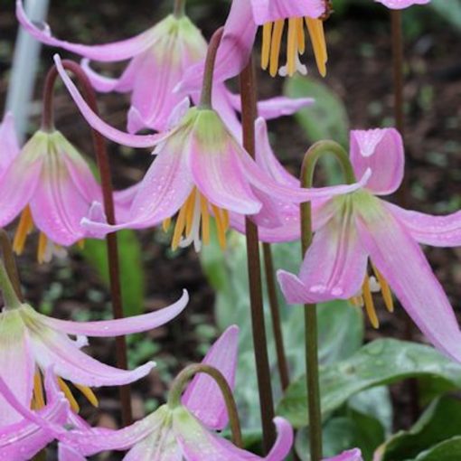 Erythronium revolutum Pink Beauty - Kakasmandikó